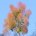 smoke tree, smoke bush, smoketree, smokebush, cotinus obovatus